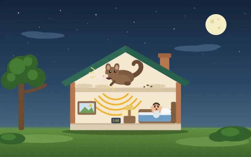 Why Are Possums So Noisy at Night? What Homeowners Need to Know